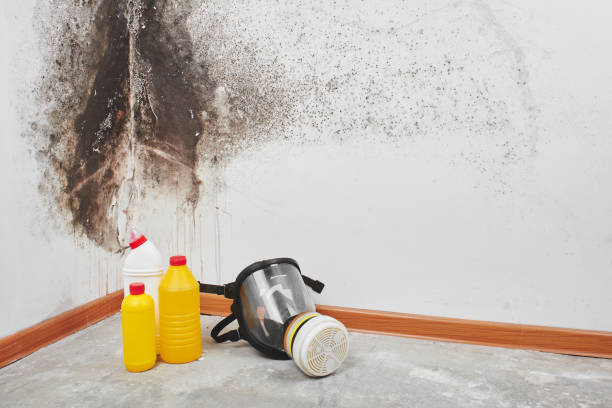 Professional Mold Remediation in Neosho, MO