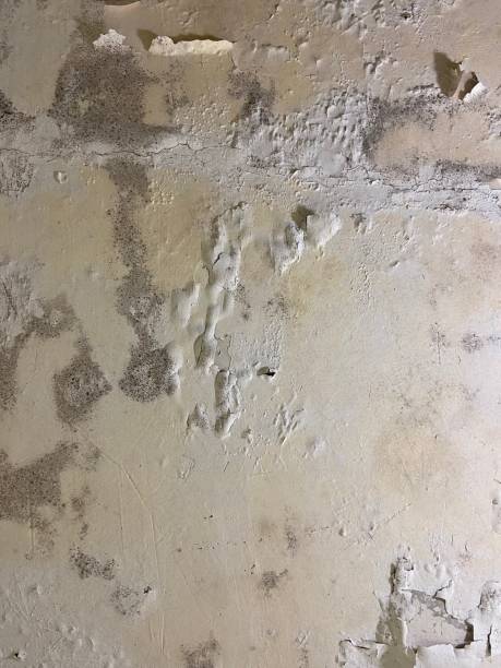Best Mold Testing and Inspection Services in Neosho, MO