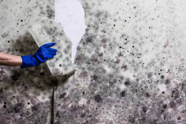 Best Kitchen Mold Remediation in Neosho, MO