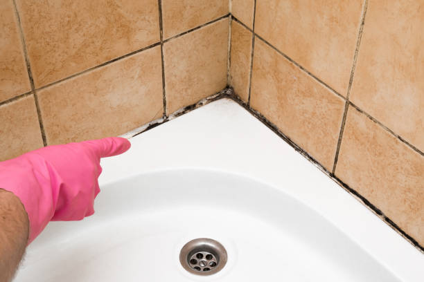Professional Mold Remediation in Neosho, MO